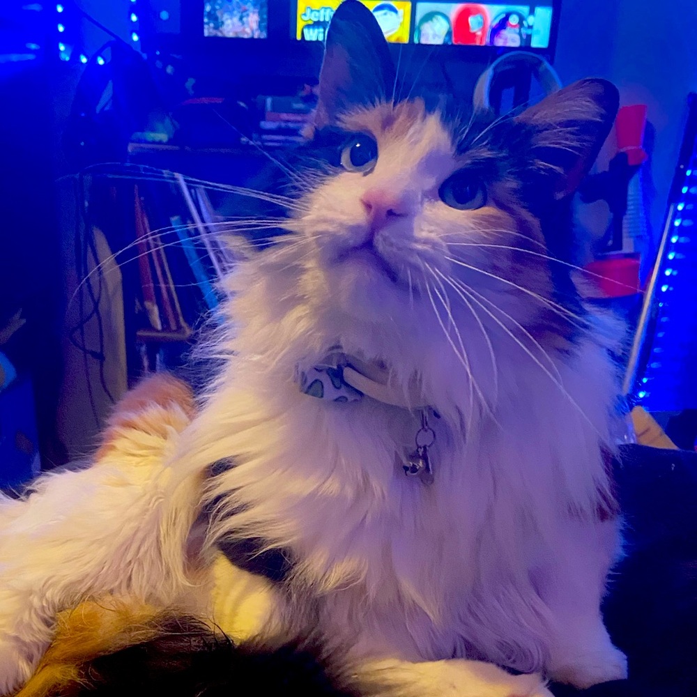 Meet your Posher, Pamela